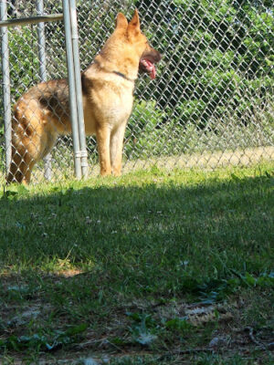 Greater Hillsdale Humane Society