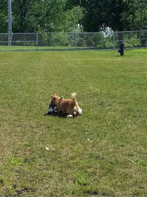 Oswego Dog Park