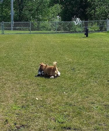 Oswego Dog Park