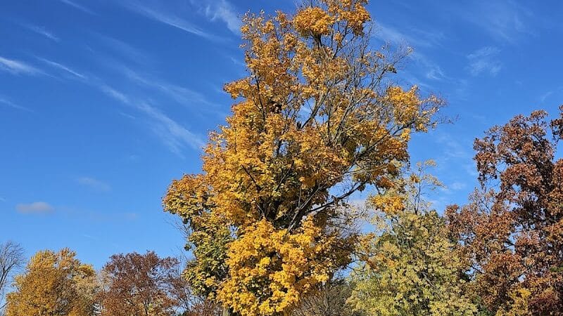 Memorial Park - Otsego,