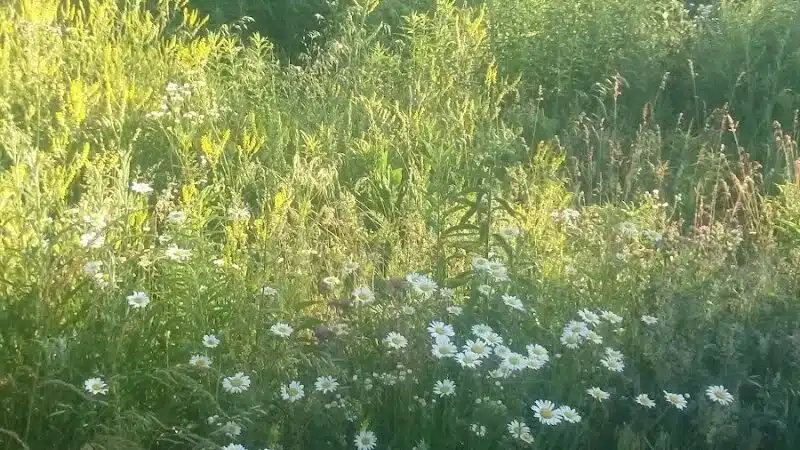 Whiteford Township Community Park - Ottawa Lake,
