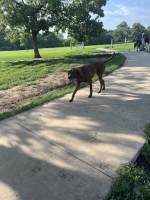 Stoll Off-Leash Dog Park