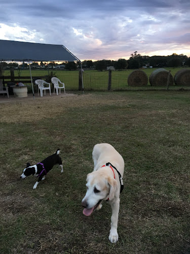 Doggie Doo Run Run
