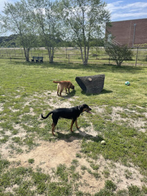 Play Ball Dog Park