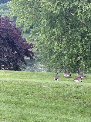Betty Blume Park
