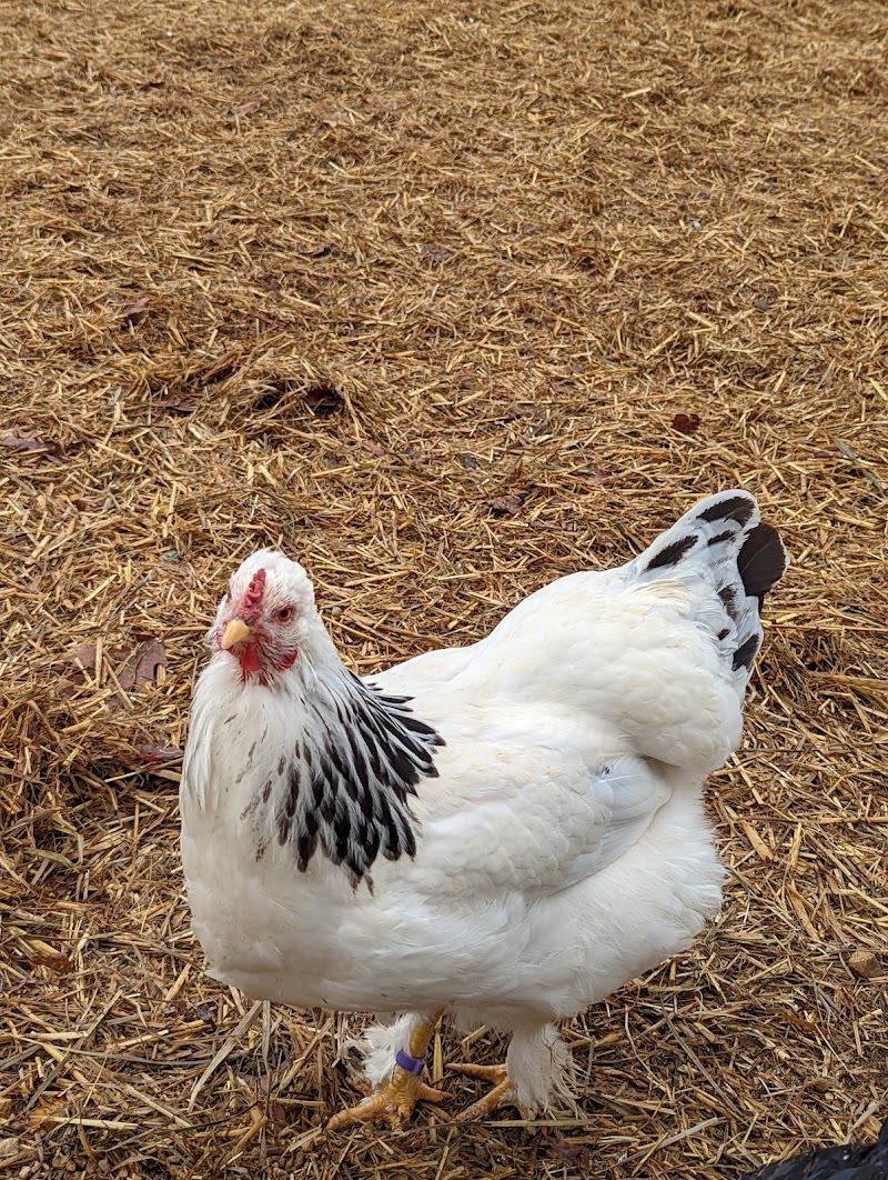 Oxon Cove Park & Oxon Hill Farm - Oxon Hill, MD
