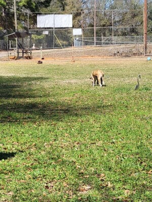 Beagle Stadium Dog Park