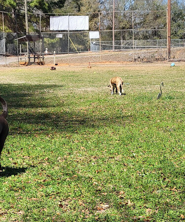Beagle Stadium Dog Park