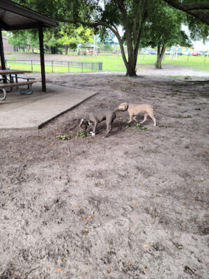 Holland Dog Park