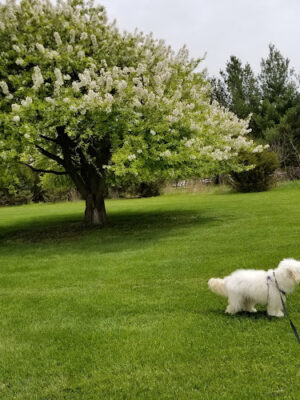 Morgan Creek Arboretum