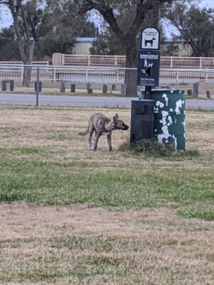 Hobart Street Dog Park
