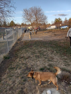 Walnut Creek Leash Free Dog Park