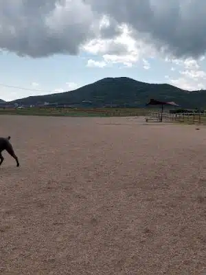 Park City Dog Park