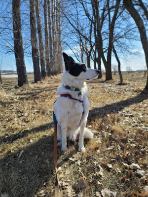 Golden Valley Veterinary Clinic