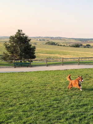 Bayou Gulch Dog Park
