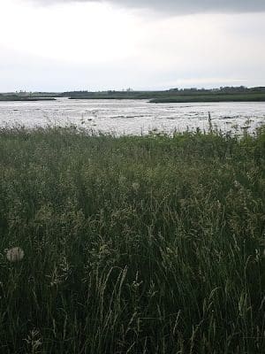 Big Marsh Wildlife Management