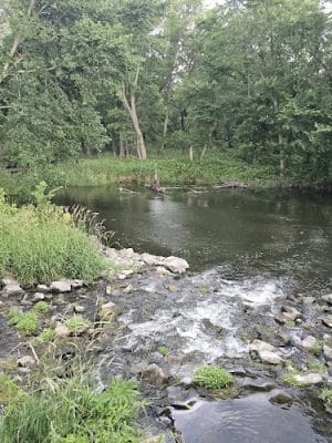 Big Marsh Wildlife Management