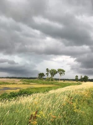 Big Marsh Wildlife Management