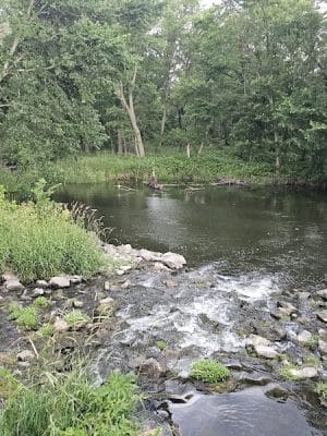 Big Marsh Wildlife Management