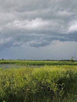 Big Marsh Wildlife Management