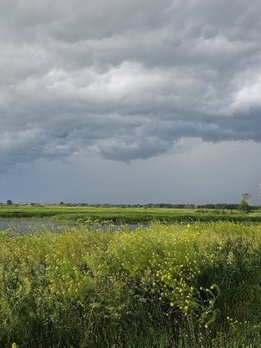 Big Marsh Wildlife Management