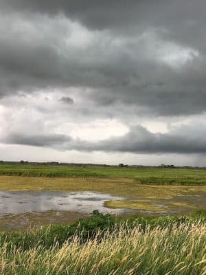 Big Marsh Wildlife Management