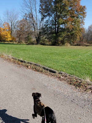 Cameron Dog Park