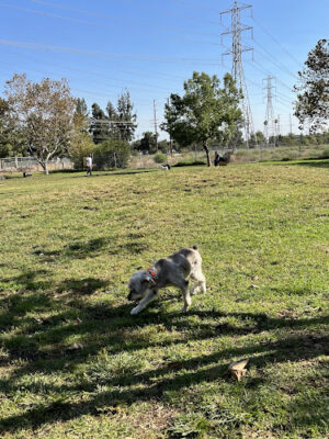 Alice's Dog Park