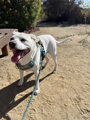 Annandale Canyon Park