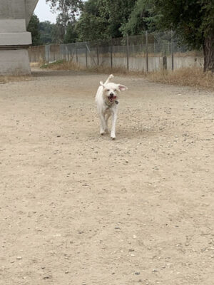 Lower Arroyo Park