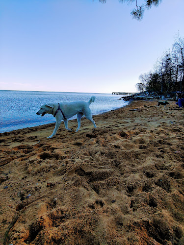 Downs Park Dog Beach - Pasadena, MD