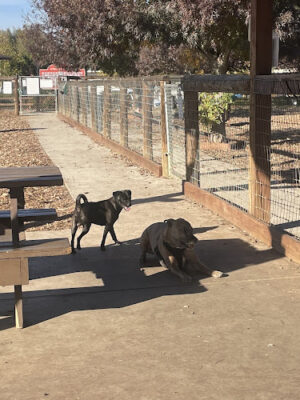 Sherwood Dog Park