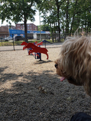 Armory Memorial Dog Park