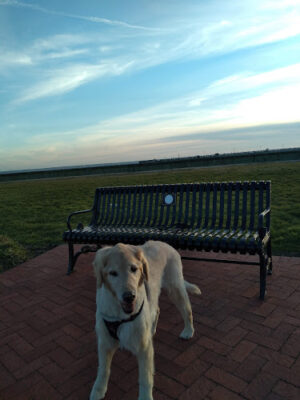 Shorefront Park
