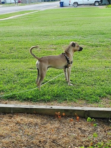 PAWS VALLEY DOG PARK - Pauls Valley, OK