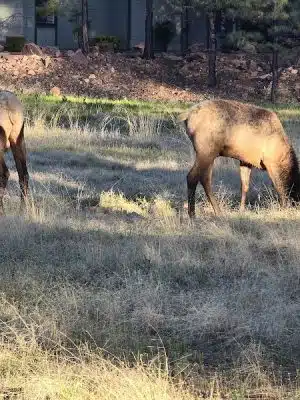Rumsey Park Dog Park - Payson, AZ