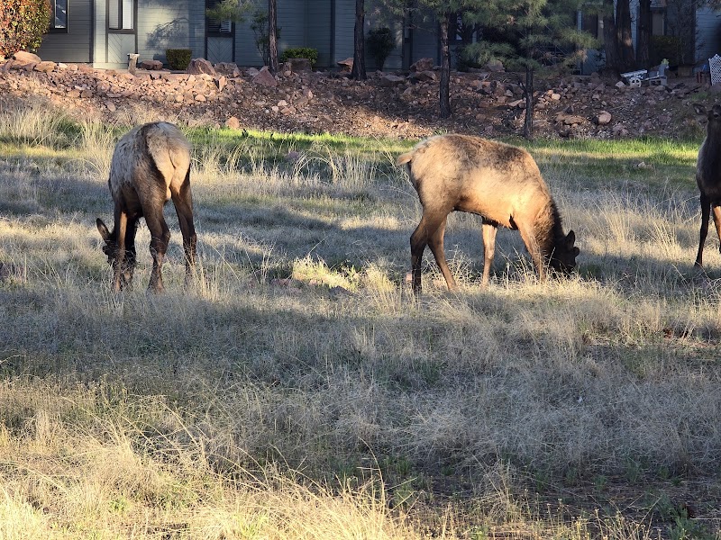 Rumsey Park Dog Park - Payson, AZ