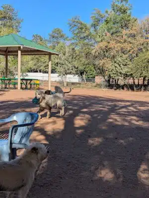 Rumsey Park Dog Park - Payson, AZ