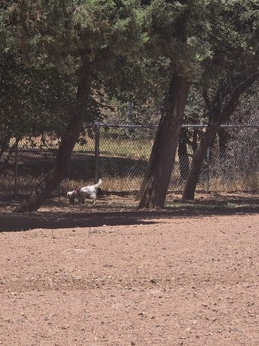 Rumsey Park Dog Park