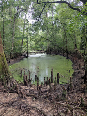 Holmes Bayou Trail