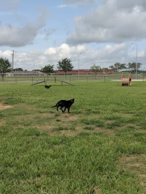 Independence Dog Park