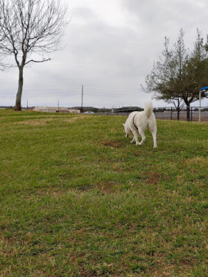 Southdown Dog Park