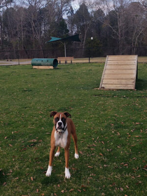 Pelham Dog Park