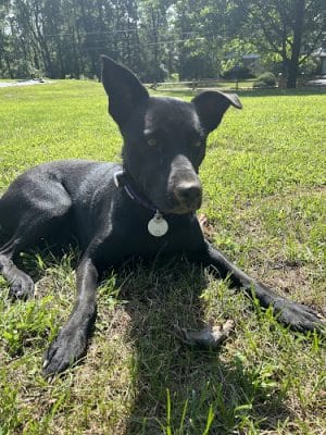 Weona Bark Park