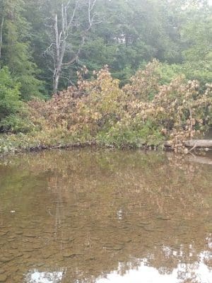 Kunkel Park