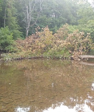 Kunkel Park