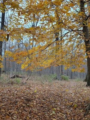 Kunkel Park