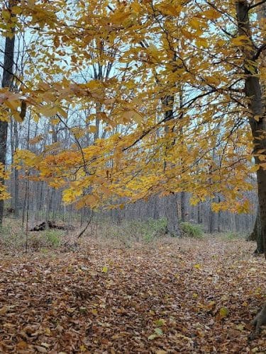 Kunkel Park