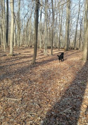 Kunkel Park