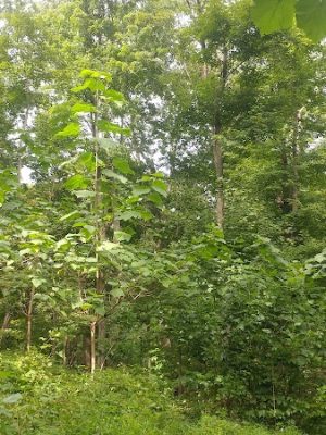 Kunkel Park